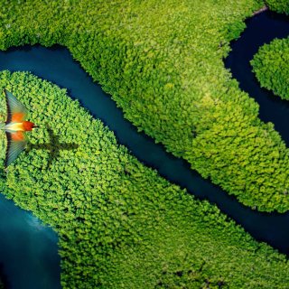 Bird casting the shadow of an airplane flying above a forest, representing clean flight thanks to SAF
