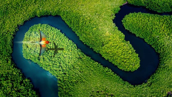 Bird casting the shadow of an airplane flying above a forest, representing clean flight thanks to SAF